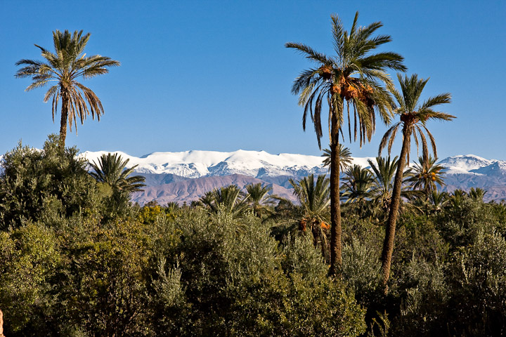 Marokkanische Kontraste: Palmen und Schnee (bei Skoura)