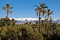 Marokkanische Kontraste: Palmen und Schnee (bei Skoura)